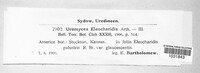Uromyces eleocharidis image